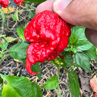 Primo Lucifer XL - Seeds - The Pepper Pantry (Formerly Marie Sharp's)